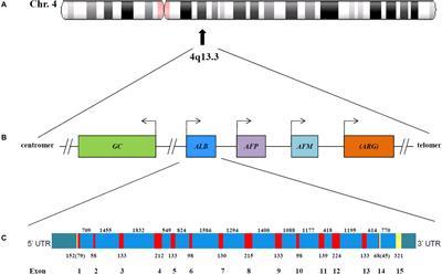 Diagnosis, Phenotype, and Molecular Genetics of Congenital Analbuminemia